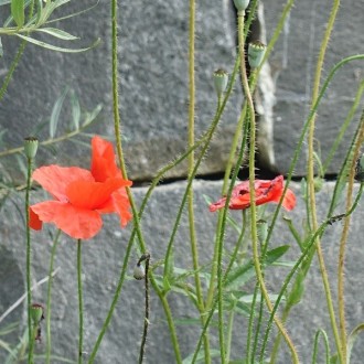 Mur sec, hauteur 20 cm et 11 - 20 cm