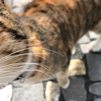 pavés irréguliers grands